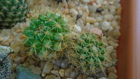 Mammillaria marksiana