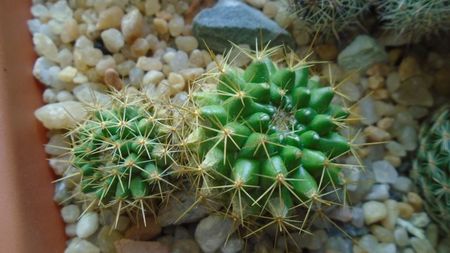 Mammillaria marksiana