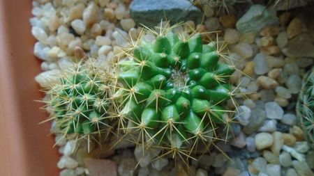 Mammillaria marksiana