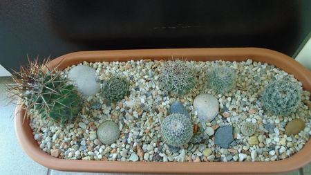 Grup de 8 Mammillaria; M. sonorensis 
M. rhodantha
M. sp.
M. hahniana
M. perbella
M. picta
M. standleyi
M. lenta
