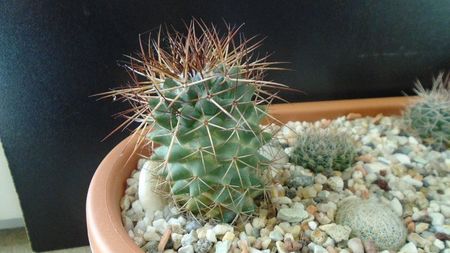 Mammillaria rhodantha