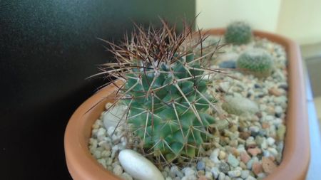 Mammillaria rhodantha