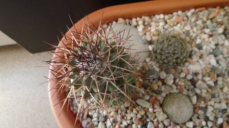 Mammillaria rhodantha