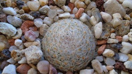 Mammillaria lenta