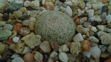 Mammillaria lenta