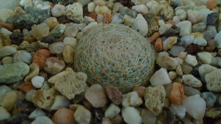 Mammillaria lenta