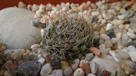 Mammillaria picta