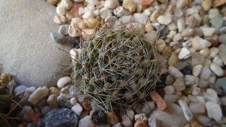 Mammillaria picta