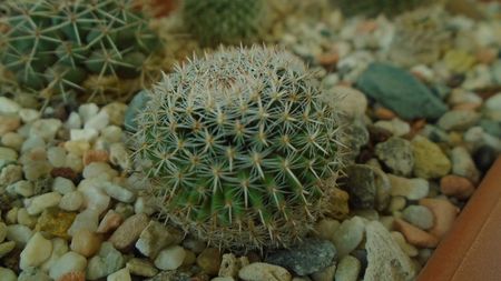 Mammillaria perbella