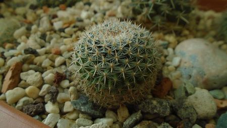 Mammillaria perbella