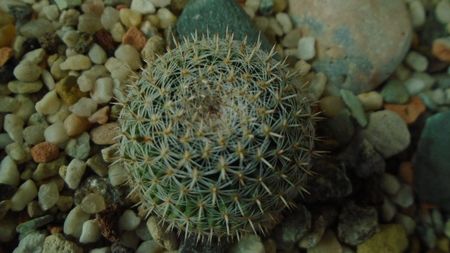 Mammillaria perbella