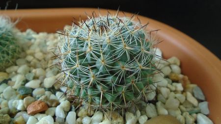 Mammillaria sp.