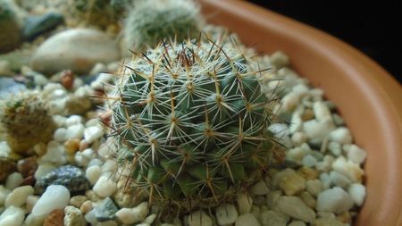 Mammillaria sp.