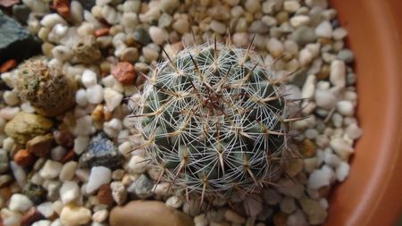 Mammillaria sp.