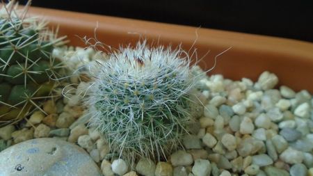 Mammillaria hahniana, Queretaro, Mx.