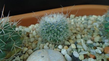 Mammillaria hahniana, Queretaro, Mx.