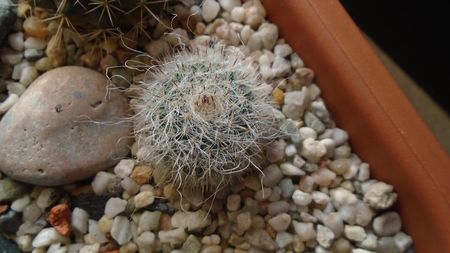 Mammillaria hahniana, Queretaro, Mx.