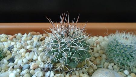 Mammillaria sonorensis