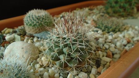 Mammillaria sonorensis