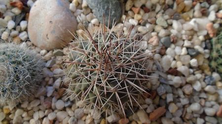 Mammillaria sonorensis