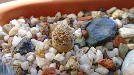 Mammillaria standleyi