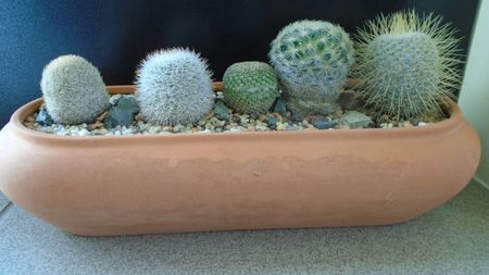 Grup de 5 Mammillaria; Mammillaria dixanthocentron
Mammillaria huitzilopochtli 
Mammillaria klissingiana 
Mammillaria laui albiflora
Mammillaria magallanii
