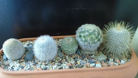 Grup de 5 Mammillaria; Mammillaria dixanthocentron
Mammillaria huitzilopochtli 
Mammillaria klissingiana 
Mammillaria laui albiflora
Mammillaria magallanii
