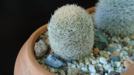 Mammillaria magallanii