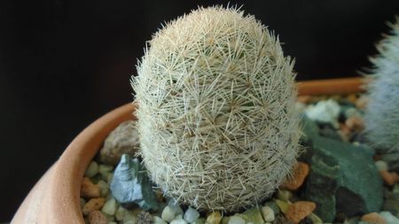 Mammillaria magallanii