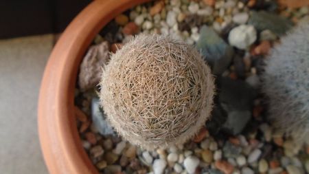 Mammillaria magallanii