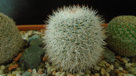 Mammillaria klissingiana