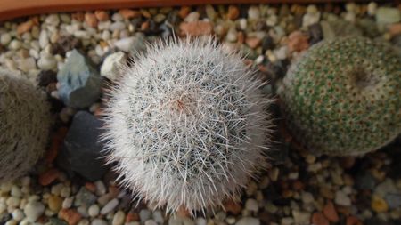 Mammillaria klissingiana