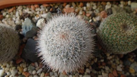 Mammillaria klissingiana