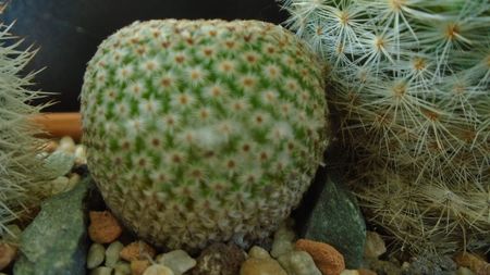 Mammillaria huitzilopochtli