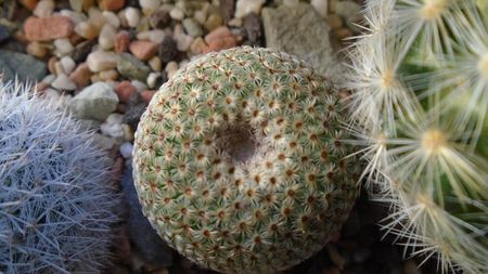 Mammillaria huitzilopochtli