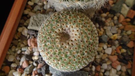 Mammillaria huitzilopochtli