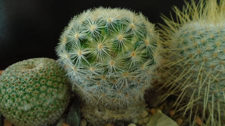 Mammillaria laui albiflora