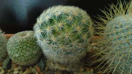 Mammillaria laui albiflora