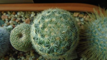 Mammillaria laui albiflora