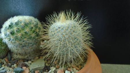 Mammillaria dixanthocentron