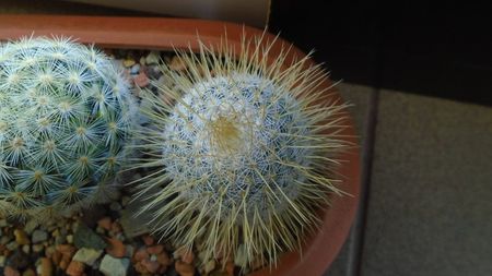 Mammillaria dixanthocentron