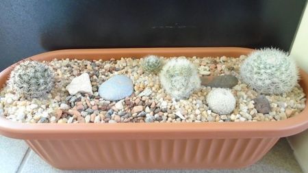 Grup de 5 Mammillaria; Mammillaria candida                     
Mammillaria (Bartschella) schumannii v. globosa
Mammillaria aureilanata
Mammillaria laui v. flavispina
Mammillaria lasiacantha
