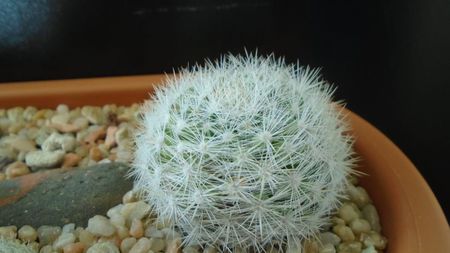 Mammillaria candida = Mammilloydia candida