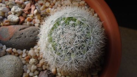 Mammillaria candida = Mammilloydia candida