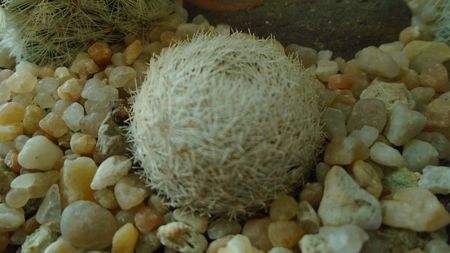 Mammillaria lasiacantha