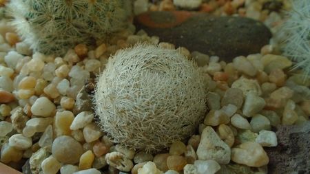 Mammillaria lasiacantha