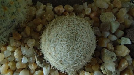 Mammillaria lasiacantha