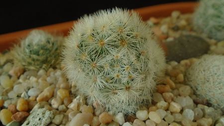 Mammillaria laui v. flavispina