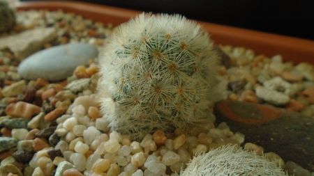 Mammillaria laui v. flavispina