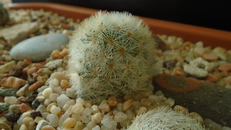 Mammillaria laui v. flavispina